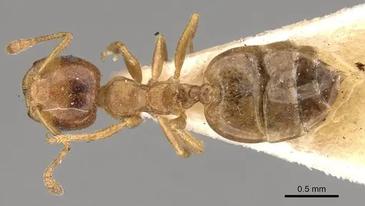 Crematogaster buddhae - CASENT0914073
