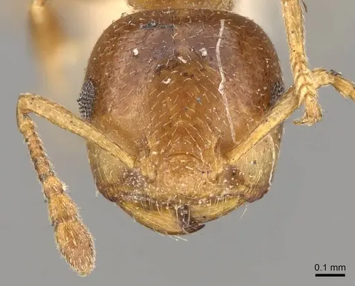 Crematogaster buddhae - CASENT0914073