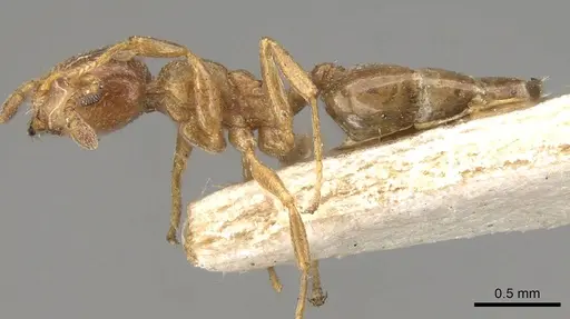 Crematogaster buddhae - CASENT0914073