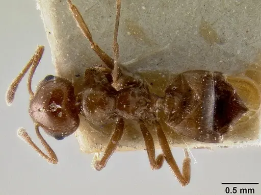 Crematogaster butteli specimen