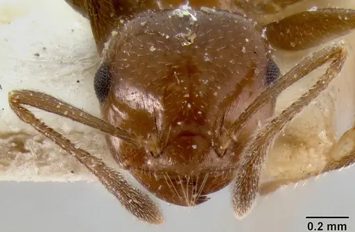 Crematogaster butteli specimen