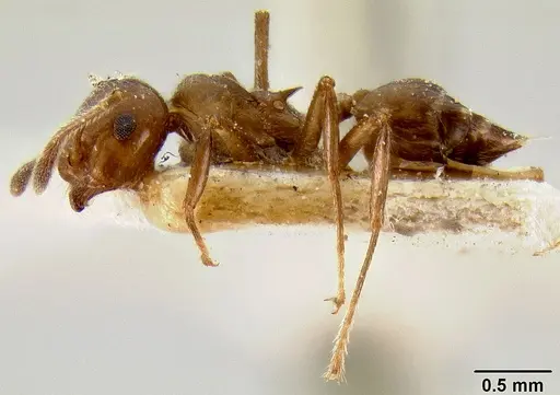 Crematogaster butteli specimen