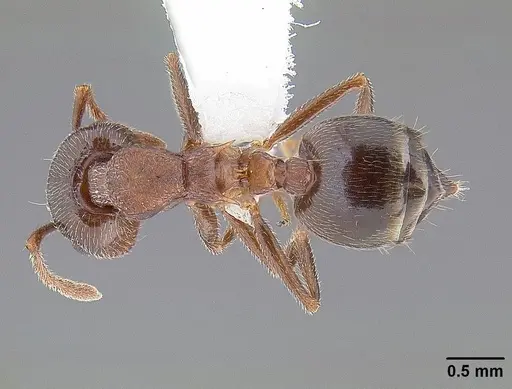 Crematogaster californica specimen