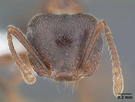 Crematogaster californica specimen