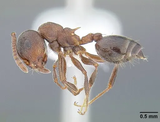 Crematogaster californica specimen