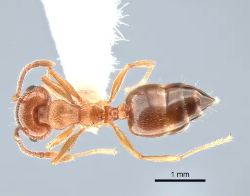 Crematogaster californica - CASENT0882183