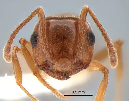 Crematogaster californica - CASENT0882183