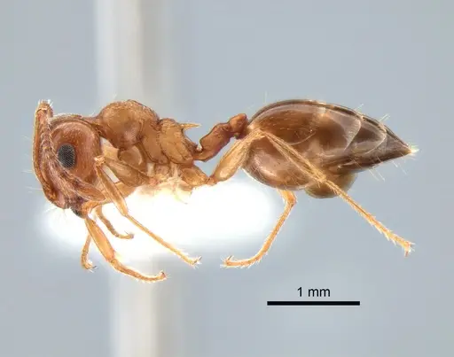 Crematogaster californica - CASENT0882183