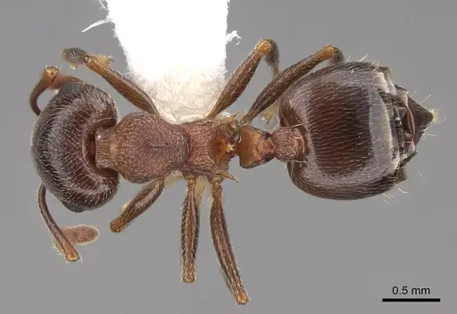 Crematogaster californica - CASENT0922723