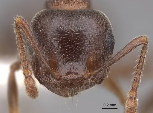 Crematogaster californica - CASENT0922723