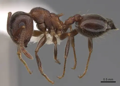 Crematogaster californica - CASENT0922723