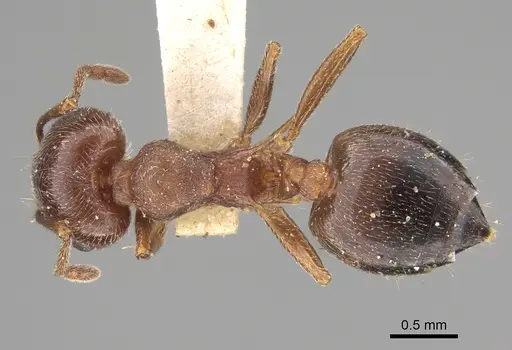 Crematogaster californica - CASENT0923319