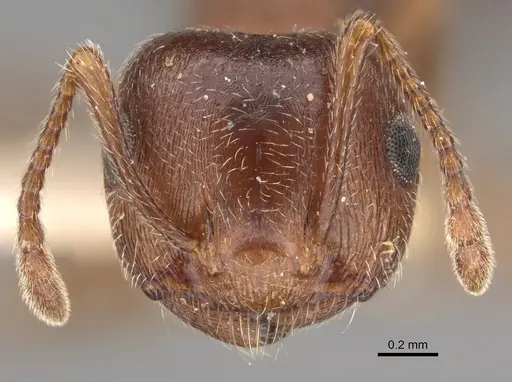 Crematogaster californica - CASENT0923319