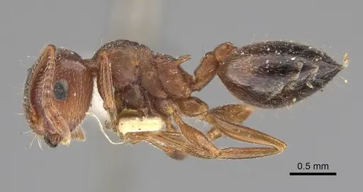 Crematogaster californica - CASENT0923319