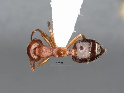 Crematogaster californica - CASENT4031311