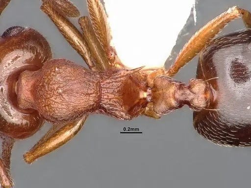 Crematogaster californica - CASENT4031311