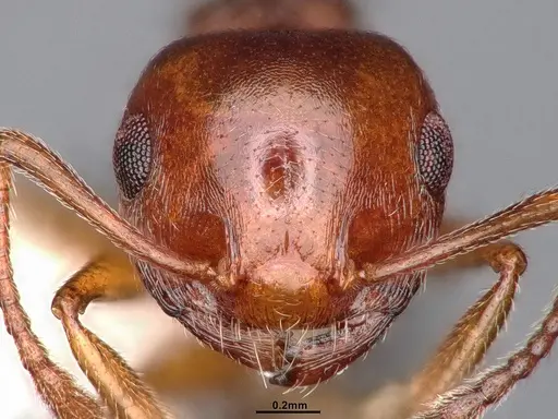 Crematogaster californica - CASENT4031311