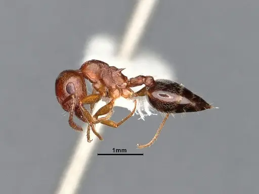 Crematogaster californica - CASENT4031311