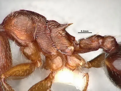 Crematogaster californica - CASENT4031311