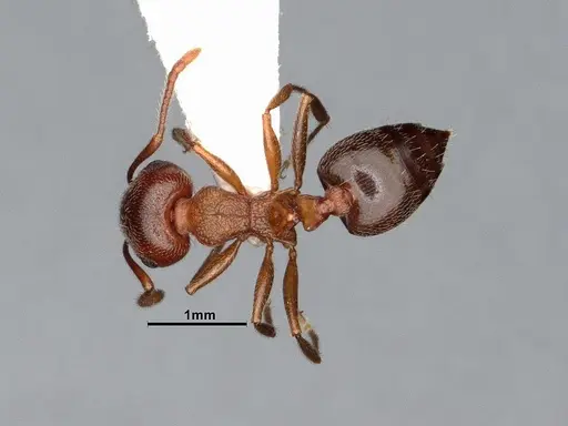 Crematogaster californica - CASENT4031312
