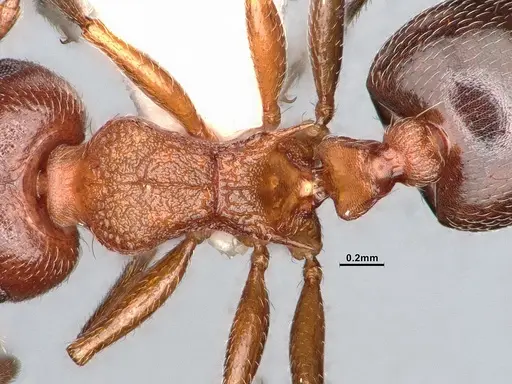 Crematogaster californica - CASENT4031312