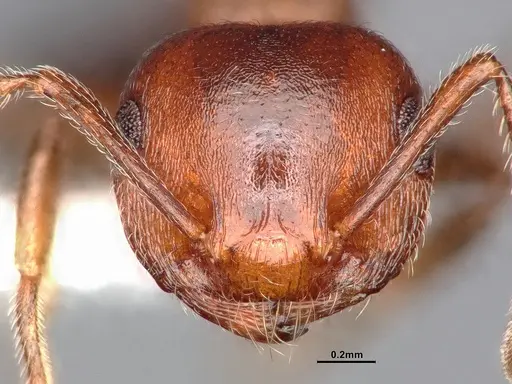 Crematogaster californica - CASENT4031312