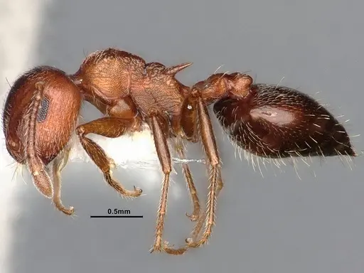 Crematogaster californica - CASENT4031312