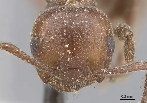 Crematogaster capensis specimen