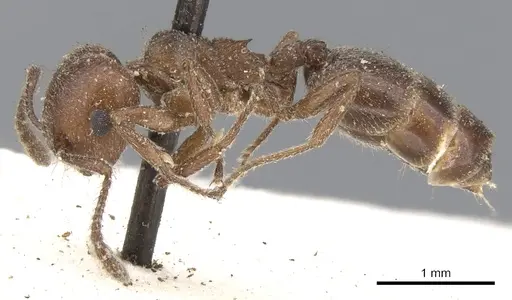 Crematogaster capensis specimen