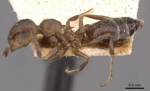 Crematogaster capensis - CASENT0908501