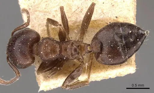 Crematogaster capensis - CASENT0908502