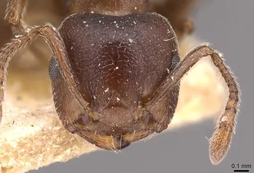 Crematogaster capensis - CASENT0908502
