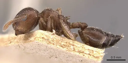 Crematogaster capensis - CASENT0908502