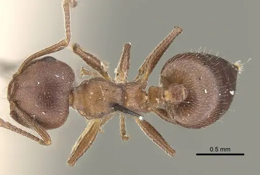 Crematogaster capensis - CASENT0919661