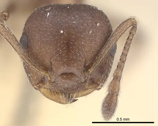 Crematogaster capensis - CASENT0919661