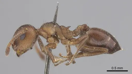 Crematogaster capensis - CASENT0919661