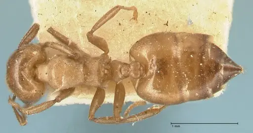 Crematogaster capensis - FOCOL1473