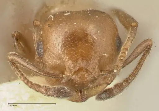 Crematogaster capensis - FOCOL1473