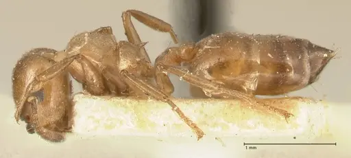 Crematogaster capensis - FOCOL1473