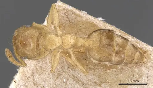 Crematogaster captiosa specimen