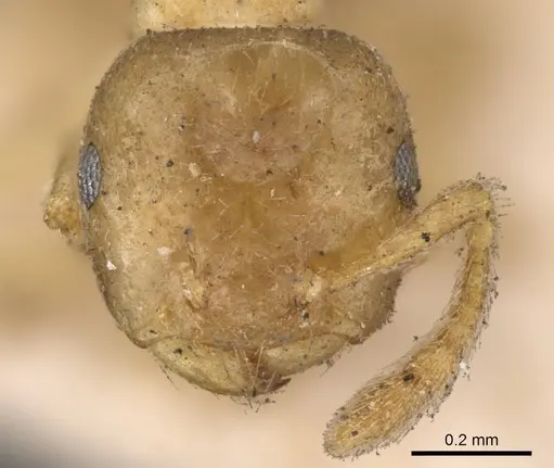 Crematogaster captiosa specimen