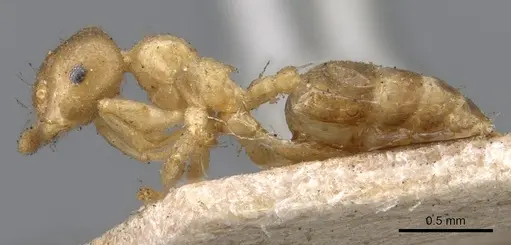 Crematogaster captiosa specimen