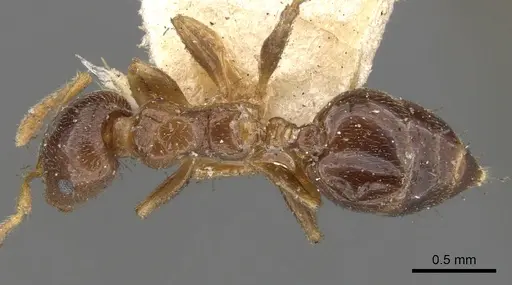 Crematogaster captiosa - CASENT0902112