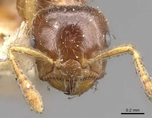 Crematogaster captiosa - CASENT0902112