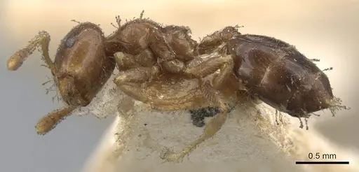 Crematogaster captiosa - CASENT0902112