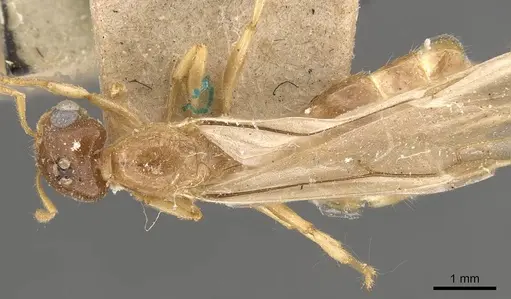 Crematogaster captiosa - CASENT0908448