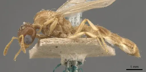 Crematogaster captiosa - CASENT0908448