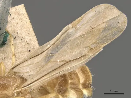 Crematogaster captiosa - CASENT0908448