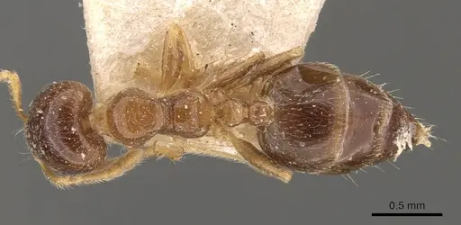 Crematogaster captiosa - CASENT0908449