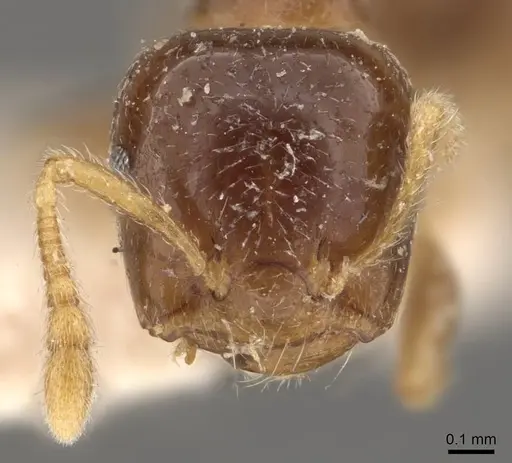 Crematogaster captiosa - CASENT0908449